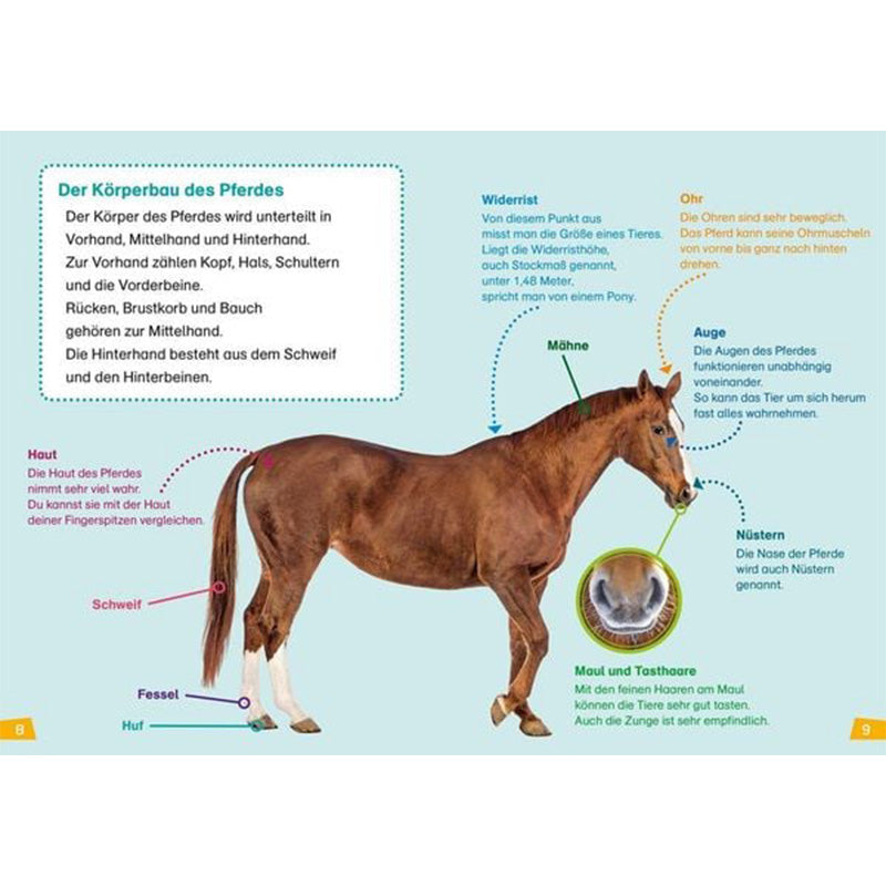 Buchseite: Ein Pferd in Seitenansicht mit beschrifteten Körperteilen wie Mähne, Schweif, Auge und Huf, auf hellblauem Hintergrund.