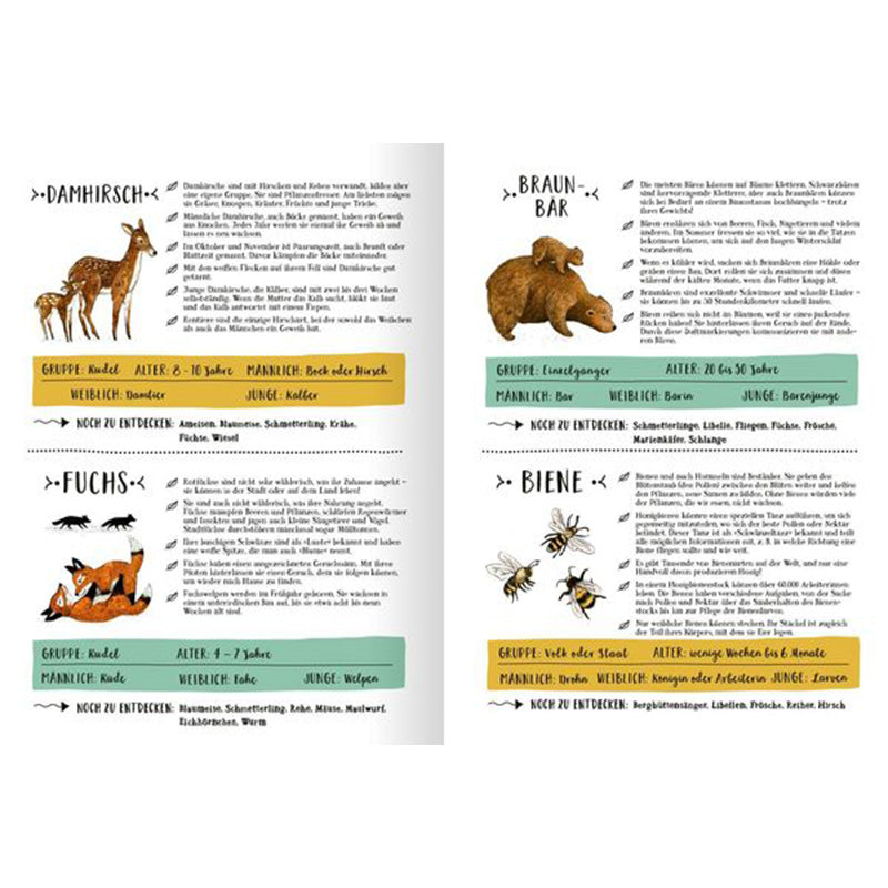 Sachseiten mit Tierporträts. Zu sehen sind Illustrationen und Fakten über Damhirsche, Füchse, Braunbären und Bienen. Jede Tierart hat eigene Steckbriefangaben zu Alter, Lebensweise, Besonderheiten und dem, was es im Wald noch zu entdecken gibt.