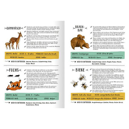 Sachseiten mit Tierporträts. Zu sehen sind Illustrationen und Fakten über Damhirsche, Füchse, Braunbären und Bienen. Jede Tierart hat eigene Steckbriefangaben zu Alter, Lebensweise, Besonderheiten und dem, was es im Wald noch zu entdecken gibt.