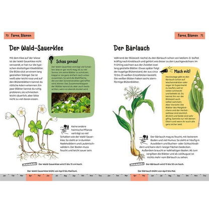 Buchseiten mit Illustrationen und Text zu Wald-Sauerklee und Bärlauch, botanische Zeichnungen der Pflanzen mit Blüten und Wurzeln, Infoboxen mit zusätzlichen Informationen.
