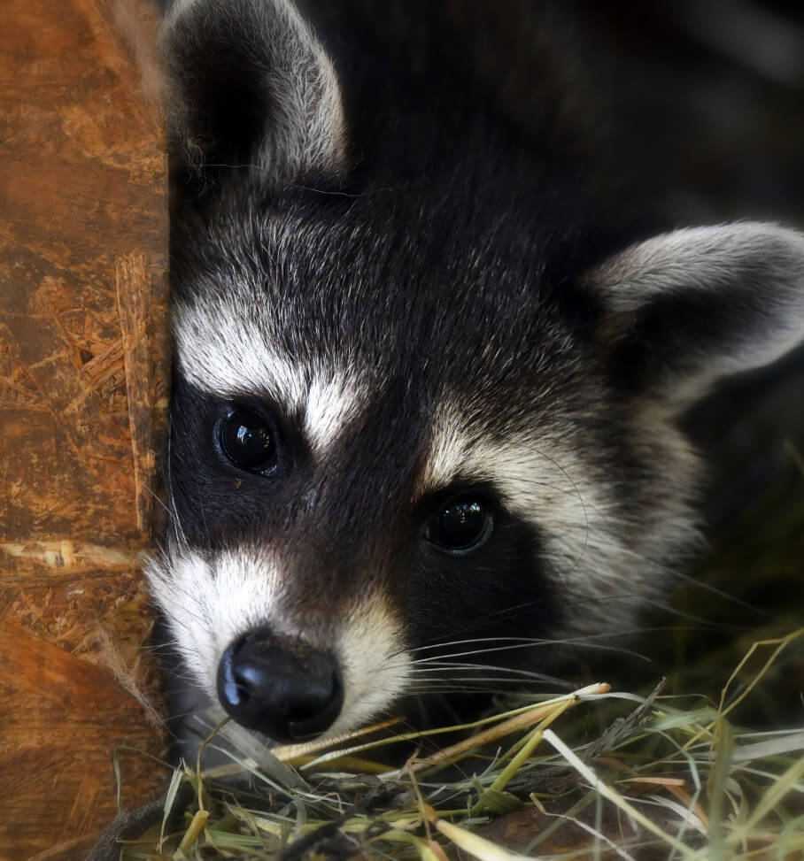Waschbär Kopf Großaufnahme