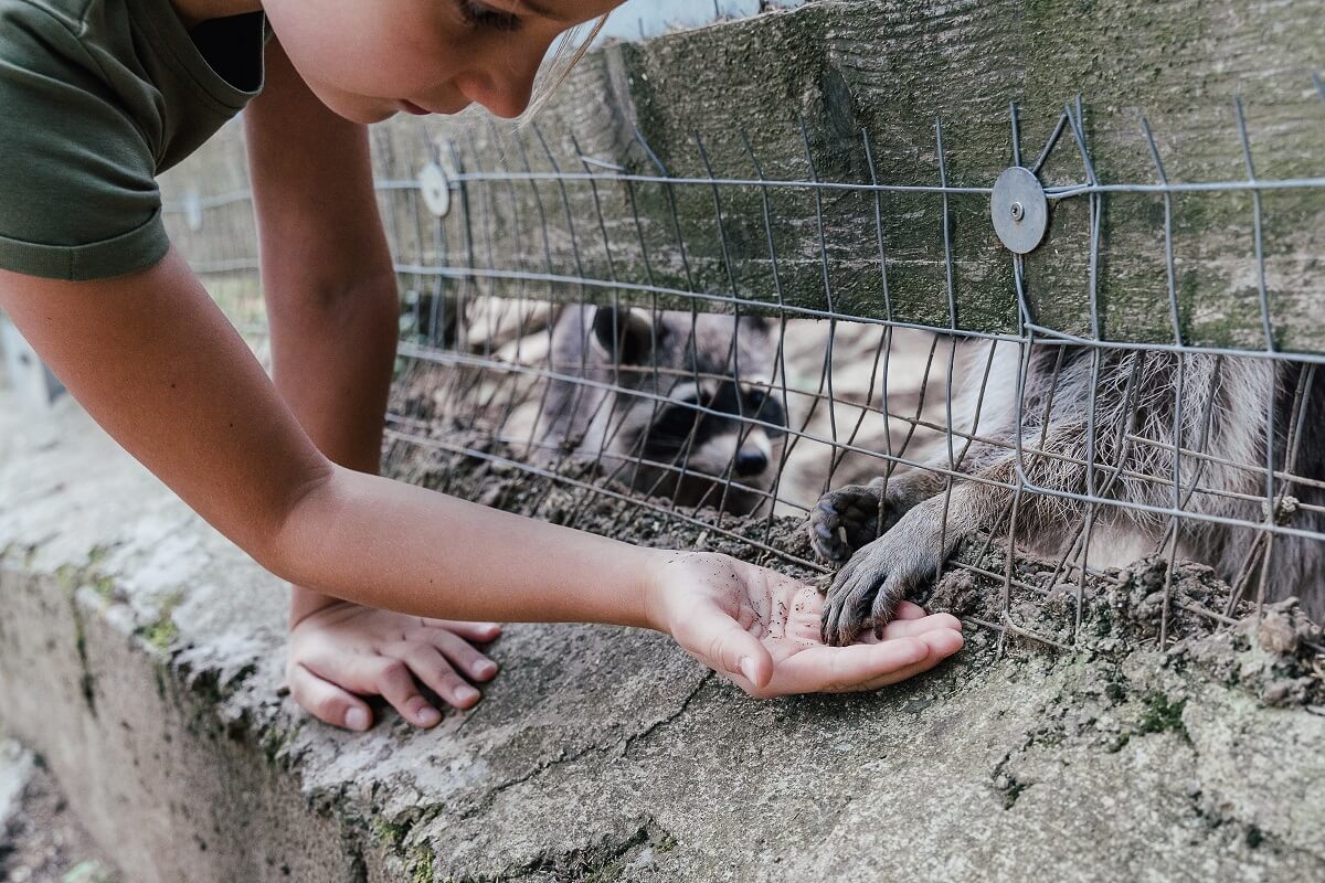 Waschbären füttern und Pfote geben
