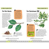 Buchinnenseite – Wissen über Rot-Buche und Buchsbaum mit Illustrationen.