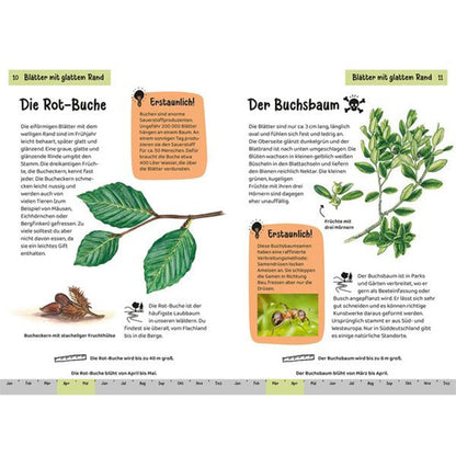 Buchinnenseite – Wissen über Rot-Buche und Buchsbaum mit Illustrationen.