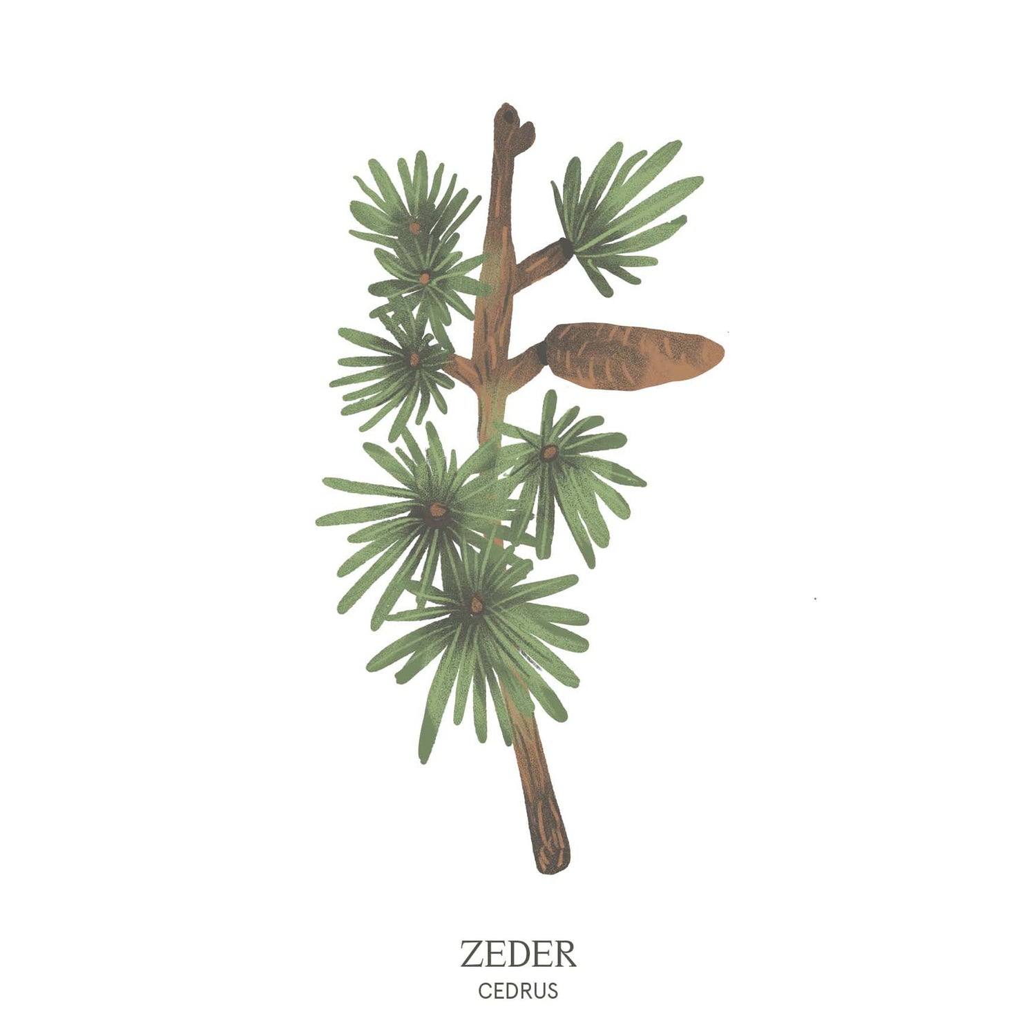 Illustration einer Zeder (Cedrus) mit majestätischem Wuchs und dichten Nadeln – kraftvolles Baumhoroskop-Motiv des Waldparks Hochreiter.