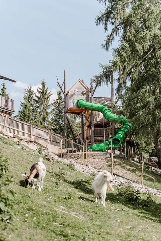 Ziegen im Streichelzoo Teichalm