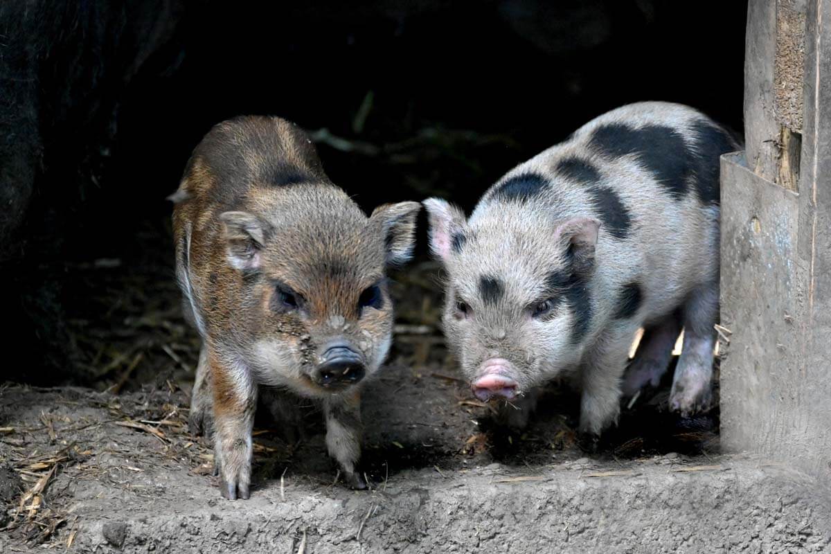 zwei Frischlinge Wildschwein