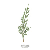 Illustration einer Zypresse (Cupressus) mit schlankem, aufrechtem Wuchs – Symbol für Beständigkeit im Baumhoroskop des Waldparks Hochreiter