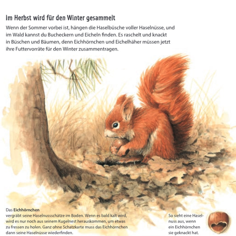 Buchseite: Ein Eichhörnchen sitzt unter einem Baum und hält eine Nuss in den Pfoten – es bereitet seine Wintervorräte vor.