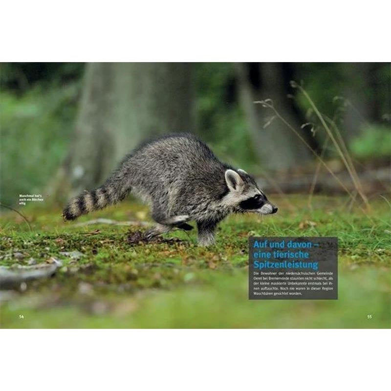 Entdecke die Waschbären