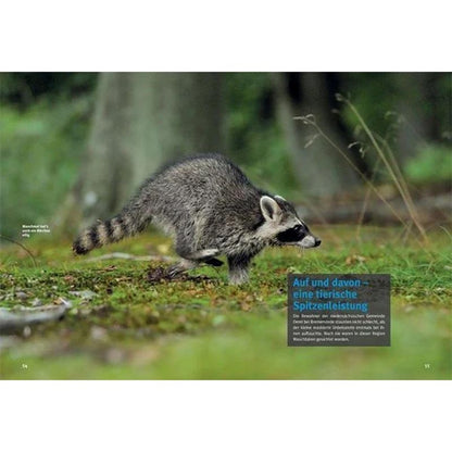 Entdecke die Waschbären