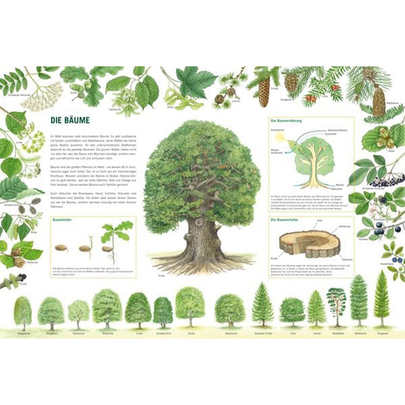 Buchseite „Die Bäume“ mit großem Baum in der Mitte und vielen Baumarten rundherum erklärt.