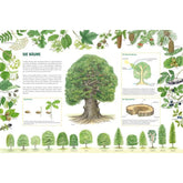 Buchseite „Die Bäume“ mit großem Baum in der Mitte und vielen Baumarten rundherum erklärt.