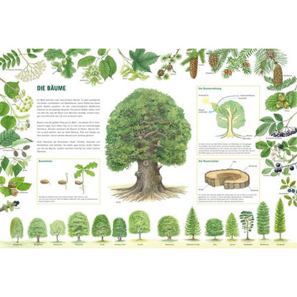 Buchseite „Die Bäume“ mit großem Baum in der Mitte und vielen Baumarten rundherum erklärt.