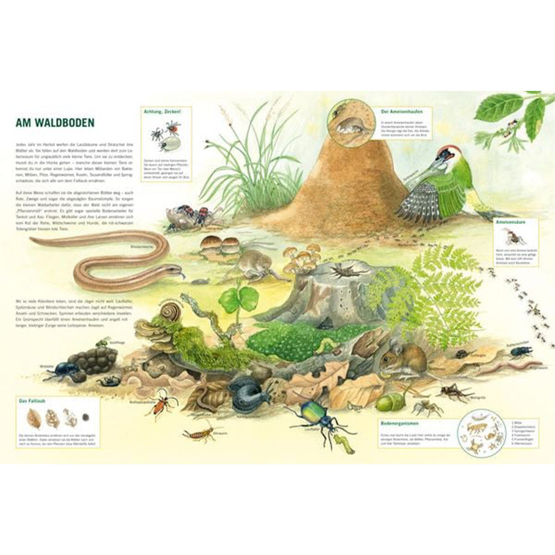 Buchseite „Am Waldboden“ mit detaillierten Tieren und Insekten am Boden wie Ameisen und Schlange.