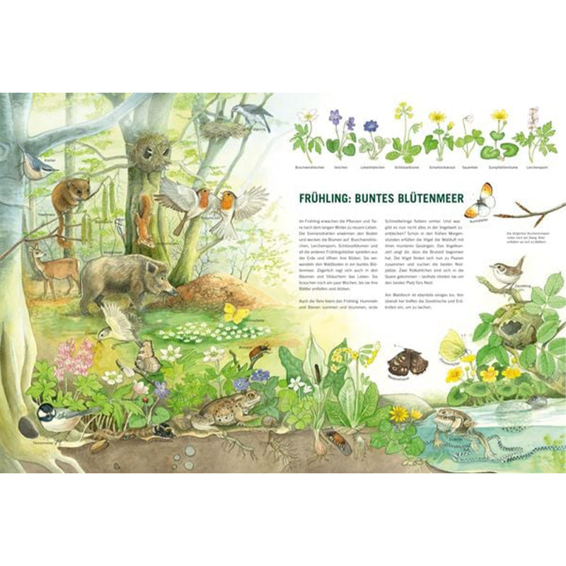 Buchseite „Frühling – Buntes Blütenmeer“ mit vielen Waldtieren und Frühlingspflanzen.