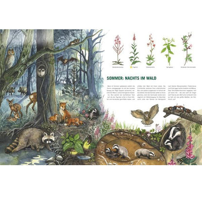 Buchseite „Sommer – Nachts im Wald“ mit nachtaktiven Tieren wie Eulen, Füchsen und Waschbär.
