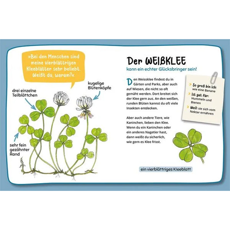 Buchseite – Weißklee mit kindgerechten Infos und Illustrationen.