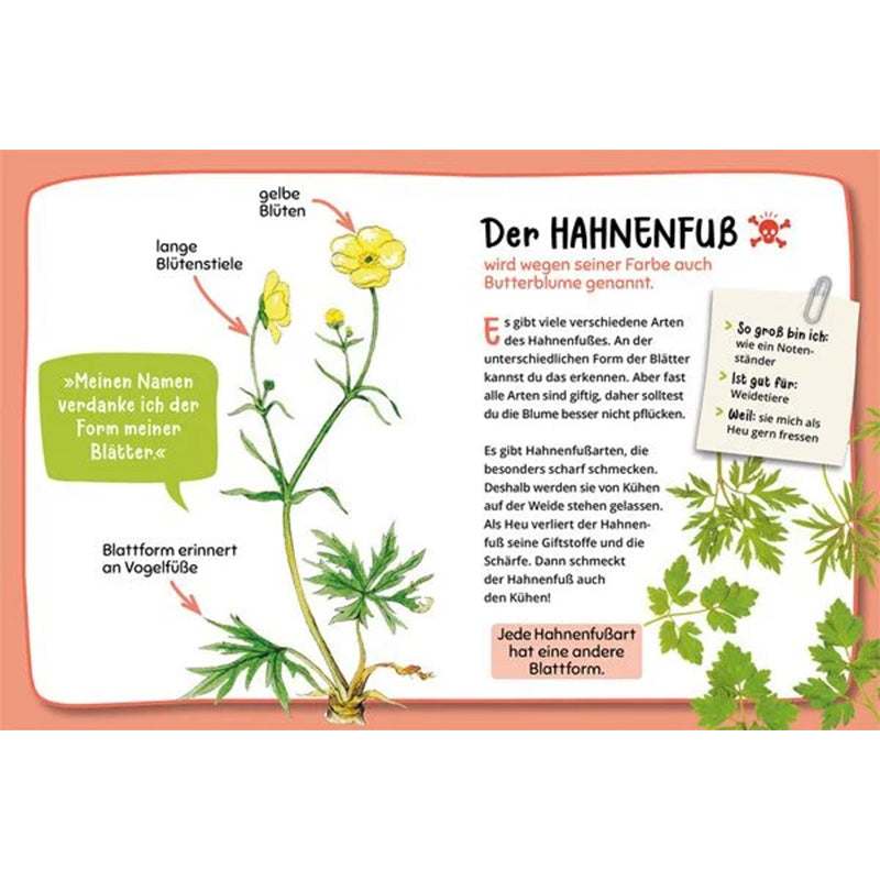 Buchseite – Hahnenfuß, beschrieben als Butterblume mit typischer Blattform und gelben Blüten.