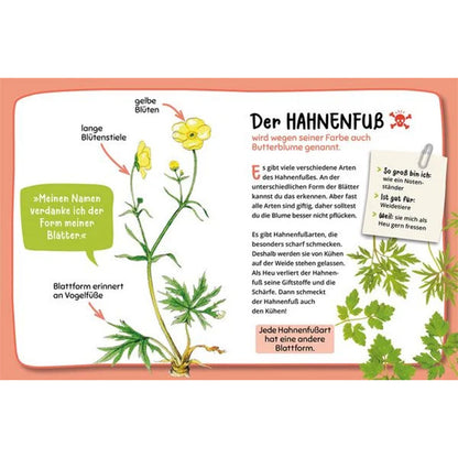Buchseite – Hahnenfuß, beschrieben als Butterblume mit typischer Blattform und gelben Blüten.