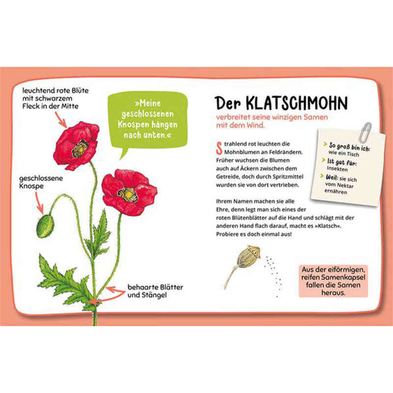 Buchseite – Klatschmohn mit roten Blüten und Erklärung zur Samenkapsel.
