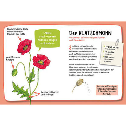 Buchseite – Klatschmohn mit roten Blüten und Erklärung zur Samenkapsel.