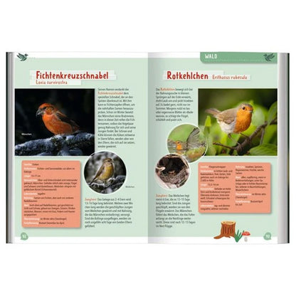 Buchseiten – Vogelporträts von Fichtenkreuzschnabel und Rotkehlchen mit Fotos, Steckbriefen und Erklärungen zu Verhalten und Lebensraum.