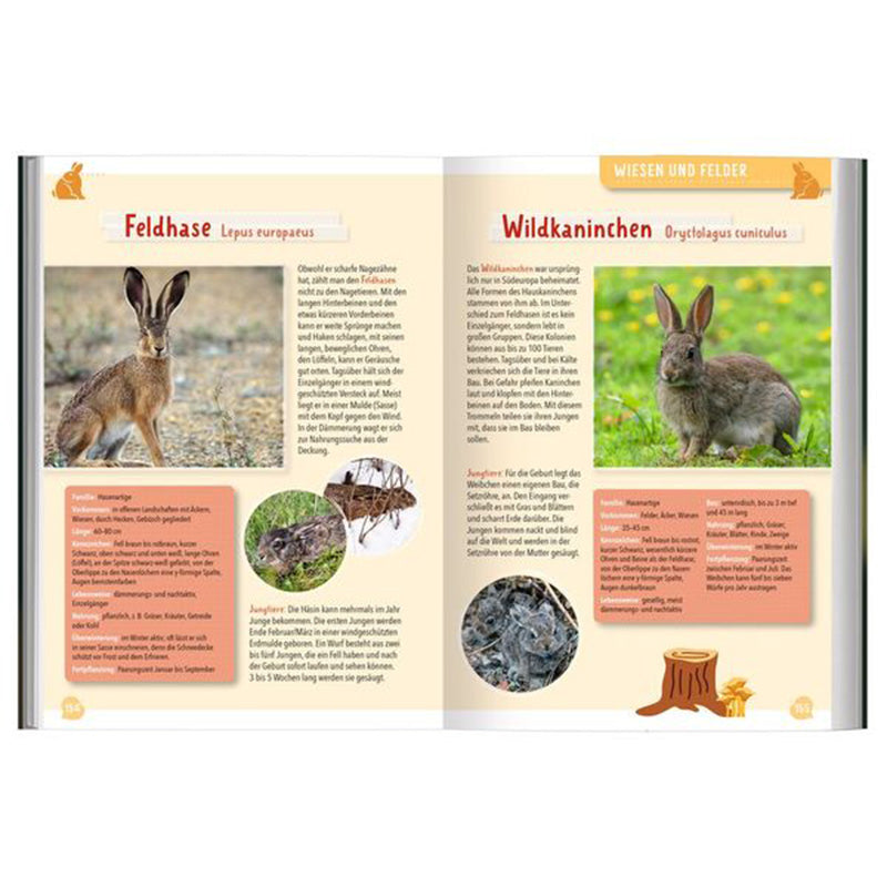 Buchseiten – Säugetiere Feldhase und Wildkaninchen mit Bildern, Arteninfos und Wissenswertem über Lebensweise und Aufzucht der Jungen.