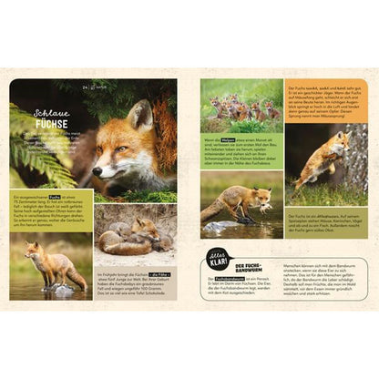 Buchseite mit Sachinformationen über Füchse und mehreren Fotos von Füchsen in der Natur.