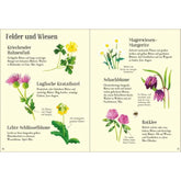 Buchseiten – Pflanzen „Felder und Wiesen“ mit gezeichneten Arten wie Hahnenfuß, Kratzdistel, Schlüsselblume, Margerite, Schachblume und Rotklee.