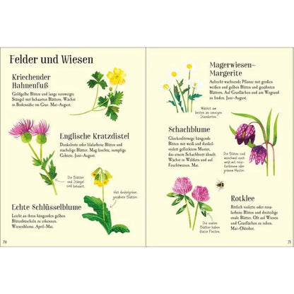 Buchseiten – Pflanzen „Felder und Wiesen“ mit gezeichneten Arten wie Hahnenfuß, Kratzdistel, Schlüsselblume, Margerite, Schachblume und Rotklee.