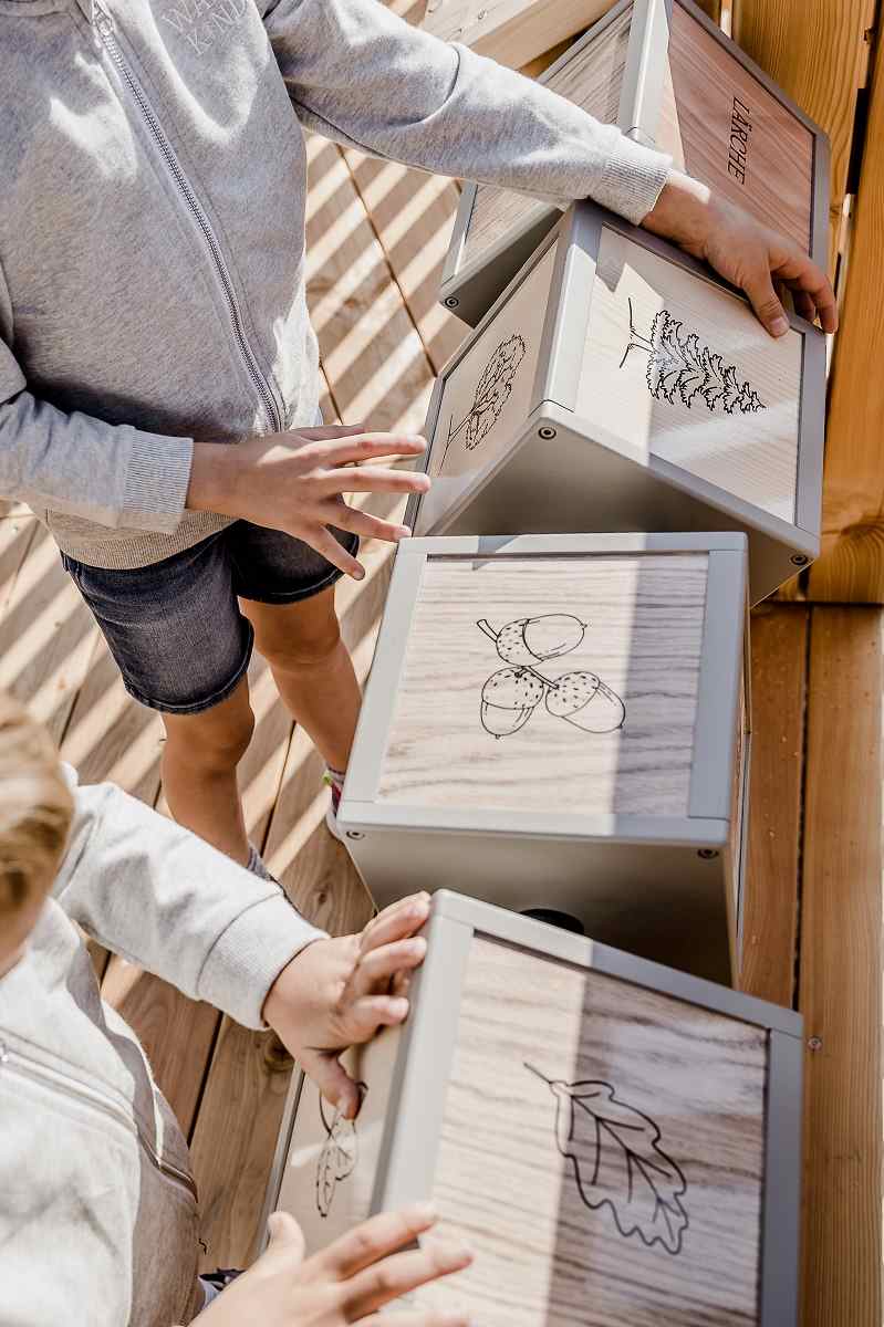 Spielend über Bäume lernen - Waldpark Hochreiter