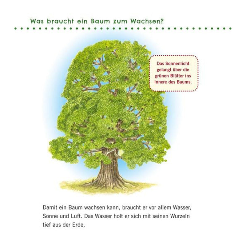 Buchseite erklärt, was ein Baum zum Wachsen braucht mit großer Baumillustration.