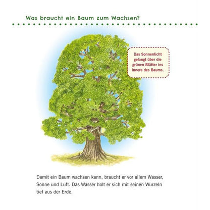 Buchseite erklärt, was ein Baum zum Wachsen braucht mit großer Baumillustration.