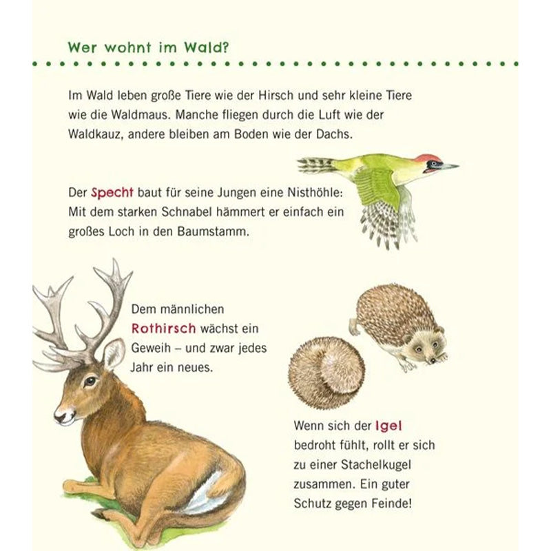 Buchseite erklärt Tiere im Wald wie Specht, Rothirsch und Igel mit Illustrationen.