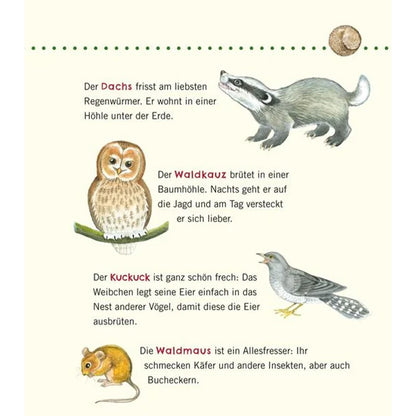 Buchseite über Waldtiere wie Dachs, Waldkauz, Kuckuck und Waldmaus mit Zeichnungen.