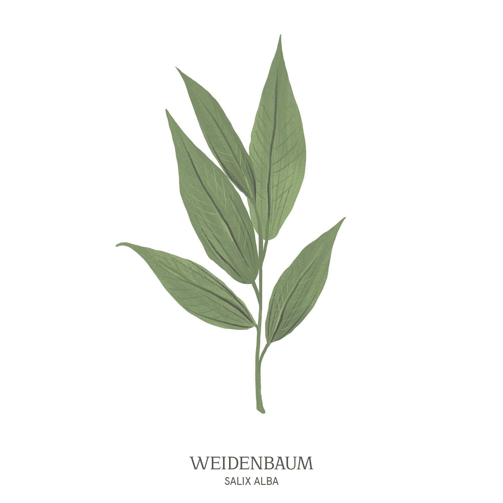 Illustration eines Weidenbaums (Salix alba) mit sanft herabhängenden Zweigen – Symbol für Sensibilität im Baumhoroskop des Waldparks Hochreiter.