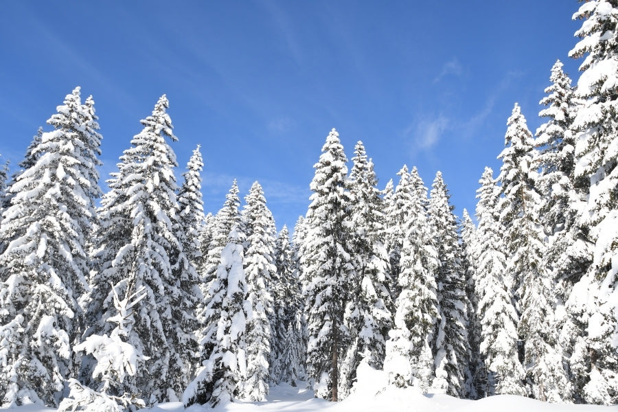 Weihnachten im Waldpark Hochreiter