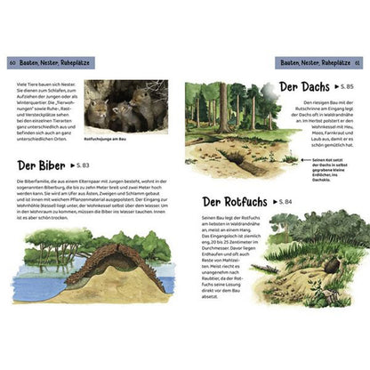 Innenseite über Tierbauten: Biberdamm, Dachsbau und Fuchsbau mit Bildern und Beschreibungen.