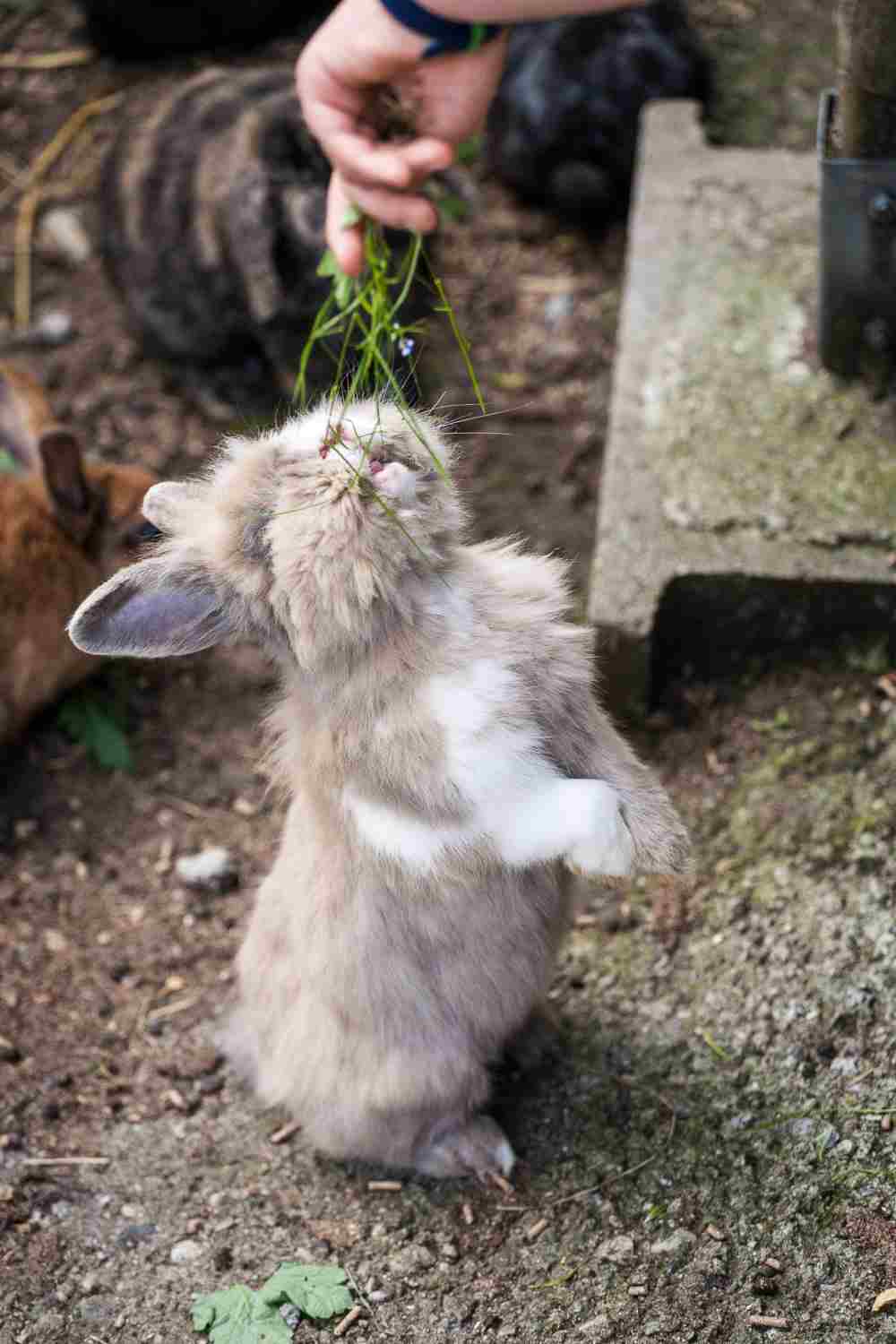 ein einzelner flauscher Hase reckt sich nach den hingestreckten Futter-Halmen